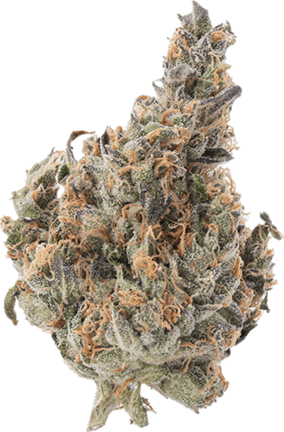 GMO x Jungle Cke image 1